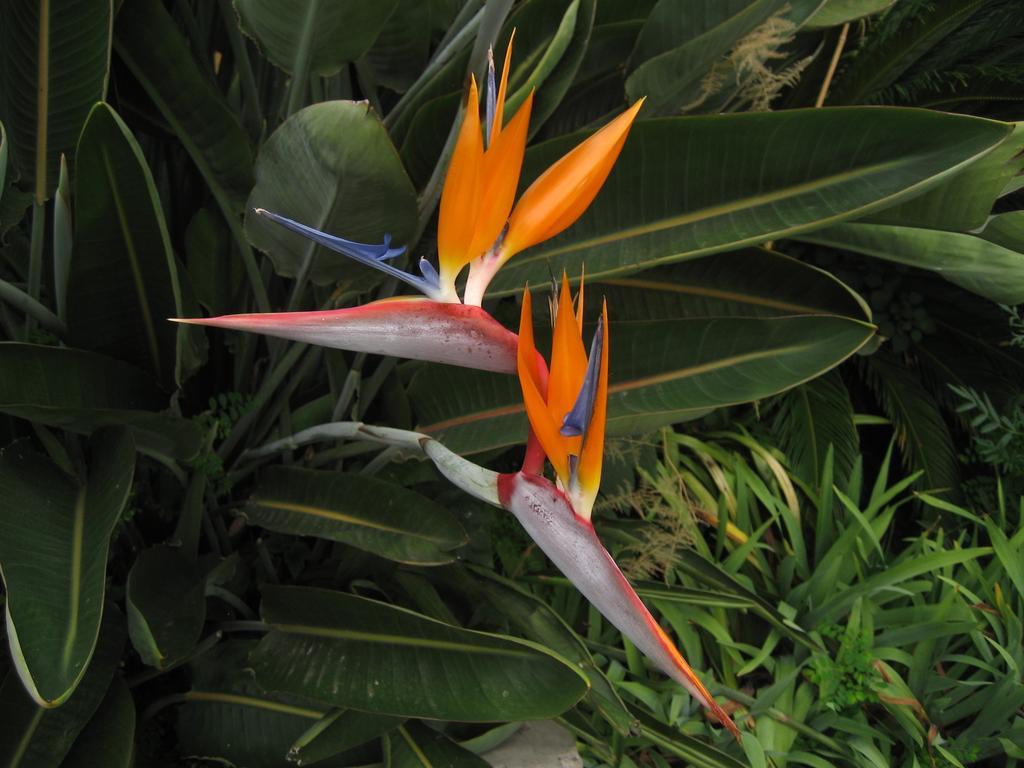 Quinta Da Fonte Gjestgiverier Funchal (Madeira)